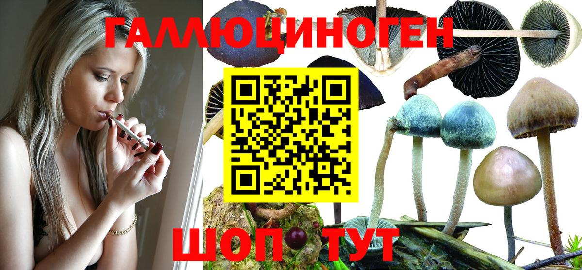 Галлюциногенные грибы Psilocybine cubensis Томск